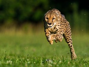 The cheetah, a representation of the fast-paced movement of new leaders and entrepreneuers out of Africa. Courtesy of National Geographic. 